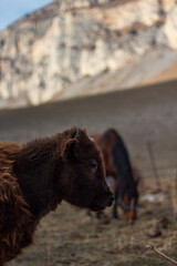 calf and horse in the farm