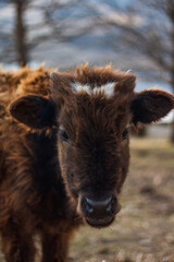 calf in the farm