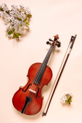Fototapeta na wymiar Close up of Branch of blossoming cherry and violin with bow on pastel Calming Coral background.
