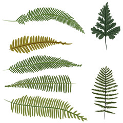 fern leaf and palm leaves collection svg vector illustration