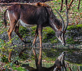 Sable antelope at watering pool. Latin name - Hippotragus niger