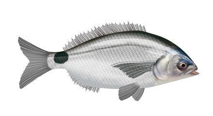 omblade ,  isolé, aliment, frais, comestible blanc, fruits de mer, cuisiner, pêche, mer, brut, animal, sain, ailette, maquereau, argent, attraper, nature, fraîcheur, eau, basse, queue, fleuve