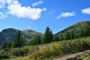 Picturesque pathway in Carpathian mountains, wonderful landscape with fir-trees and hills in sunny summer day.