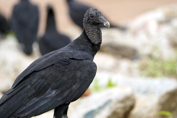 Black vulture, (Coragyps atratus) Cathartidae family. Manaus, Amazon - Brazil