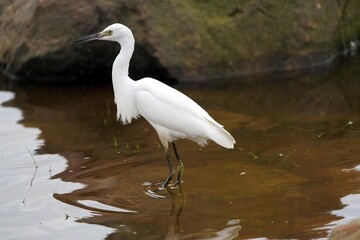 Snowy egret (Egretta thula) is a small white heron in the Ardeidae family. Amazon rainforest, Brazil