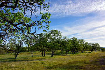 Fototapeta premium Spring in the Oak Forest at Payne's Creek, California