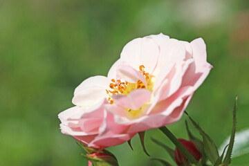 	
Wild Rose in close up	