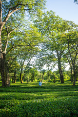 boy standing green tea garden and long trees on mountains