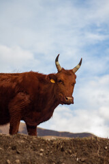 cow on a farm