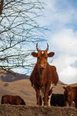 cow in the mountains