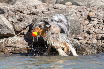 blue merle Australian shepherd puppy dog runs on the shore of the Ceresole Reale lake in Piedmont in Italy