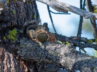 Gray Squirrel Feasting on a Pine Cone in Lassen National Forest, California