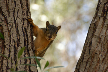 Gray Squirrel In a Tree in Santa Barbara, California