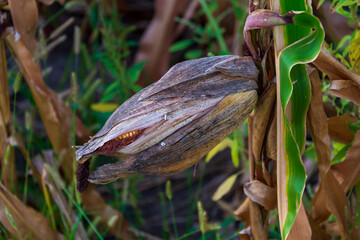 Ripe corn waits for the harvester.