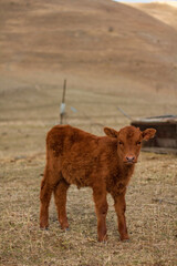 highland calf in the farm