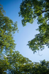 green tea garden and long trees on mountains