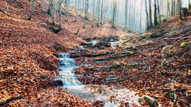 Autumn in the mountain stream full of golden leaves, Australian Shepherd dog playing in water, Beskidy, Poland