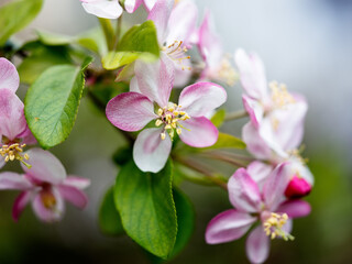 Soft pastel Cherry Blossoms in Spring