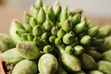Adromischus Cristatus Indian Clubs plant in the garden