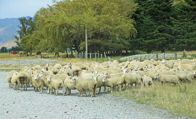 Fototapeta premium Sheep on dirt road, New Zealand