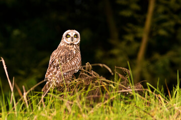 Pueo Owl on the morning hunt waits for prey hiding in the long grasses.