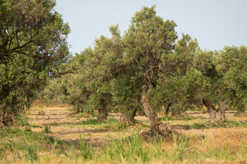 Old olive trees in a grove in the Calabria country, south of Italy.