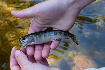 White Mountains New Hampshire Native Brook Trout