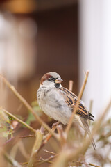 sparrows sit on a branch on an autumn day