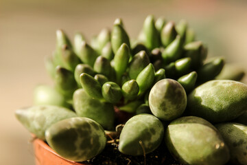 Adromischus Cristatus Indian Clubs plant in the garden