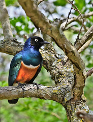 Superb Starling