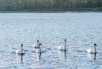 Young swans in the cool water of the canal near the city of Novi Sad in the autumn.