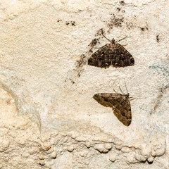 Two butterflies of the species Triphosa dubitata (Linnaeus, 1758) on a limestone wall in a cave in the wild.