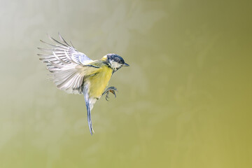 Great tit in flight.