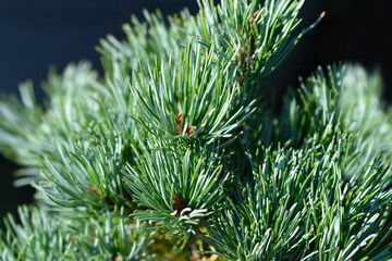 Blue-needled Japanise White Pine