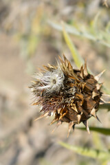 Artichoke thistle