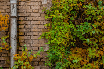 Beautiful picturesque background of brown brick wall and green leaves climbing up the wall. Perfect autumn background.