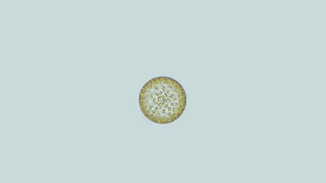 Diatom algae Family Stephanodiscaceae under the microscope, Ochrophyta Phylum. Possibly Cyclotella sp. Cell movement is visible. Indian ocean