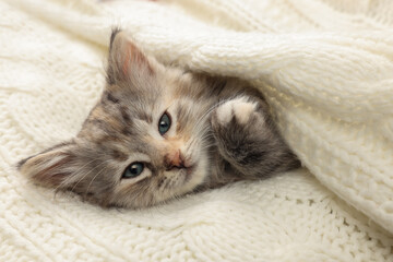 Fototapeta na wymiar Cute kitten in white knitted blanket. Baby animal