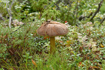 A thin-stalked mushroom grows in the grass. Close-up.