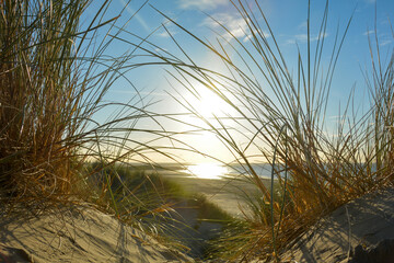 Sunset in the sand dunes with a lot of beach grass