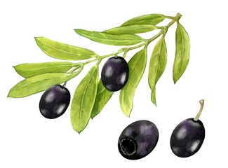 A twig from an olive tree, black olive berries, a set of illustrations painted in watercolor, isolated