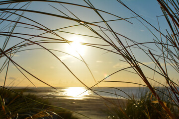 Beach grass and  the sea at sunset