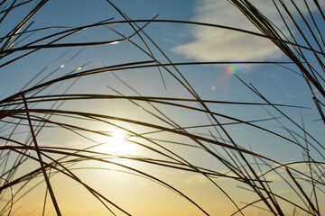 Beach grass under a blue sky with sun