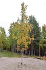 Naklejka premium A lonely young birch grows not far from the forest.