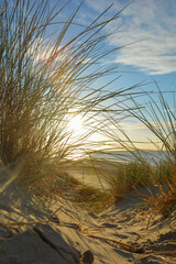 Sand dunes with beach grass on a sunny day