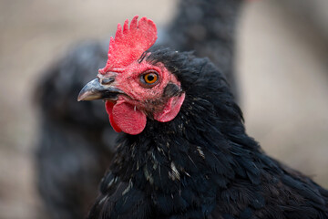 A close-up portrait of a beautiful black chicken with a bright red comb, yellow eyes and a black beak. Home breeding of birds. Breeding of pedigreed birds. Laying hen at home farmstead