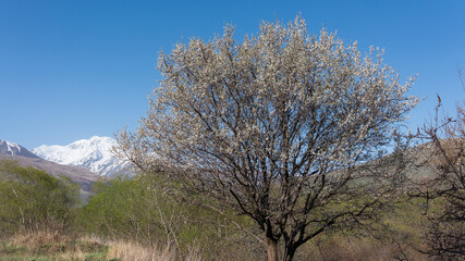 Obraz na płótnie Canvas a blossoming tree in the mountains