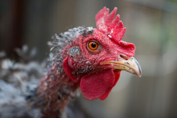 Portrait of an old sick chicken without feathers. A sick chicken without a feather. Diseases of birds. The chicken's feathers fell out. Bald Bird. Shallow depth of field. Homemade chicken