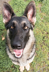 Top View of German Shepherd Dog face with open mouth displaying tongue and teeth.  Funny perspective from above.