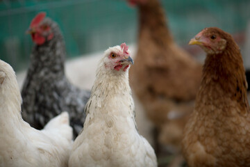 Portrait of young chickens of different breeds and colors walking in the poultry yard. Chicken farm. Free-range chickens. Raising laying hens. Young bird